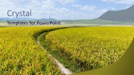  Presentation with rice field - Theme having rice-field background and a sky blue colored foreground