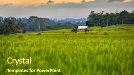  Presentation with organic rice - Beautiful PPT theme featuring rice fields and trees backdrop and a  colored foreground