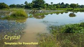  Presentation with rice fields - Presentation theme having rice-fields-flooded-with-water background and a tawny brown colored foreground