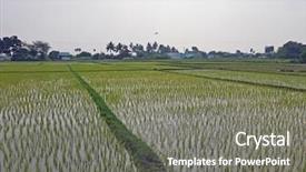  Presentation with rice fields - Presentation design with rice fields in the countryside background and a gray colored foreground