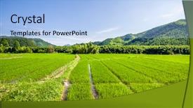  Presentation with organic rice - Amazing slide deck having rice fields in the south backdrop and a light blue colored foreground