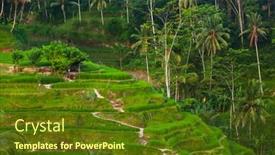  Presentation with rice fields - Cool new slides with rice-fields-jatiluwih-on-bali backdrop and a tawny brown colored foreground
