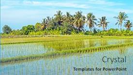  Presentation with rice fields - Colorful slides enhanced with rice-fields-near-tanah-lot backdrop and a light blue colored foreground