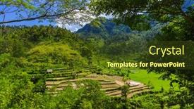  Presentation with rice fields - Presentation theme with rice-fields-on-bali-island background and a tawny brown colored foreground