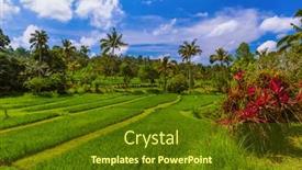  Presentation with rice fields - Presentation theme consisting of rice-fields-on-bali-island background and a tawny brown colored foreground