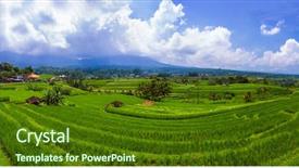 Presentation with rice fields - Audience pleasing PPT theme consisting of ricefield - rice fields on bali island backdrop and a tawny brown colored foreground