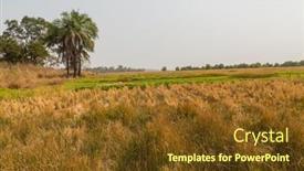  Presentation with rice fields - Slides with rice-fields-outside-bissau background and a tawny brown colored foreground