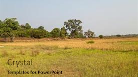  Presentation with rice fields - Colorful slides enhanced with rice-fields-outside-bissau backdrop and a gold colored foreground
