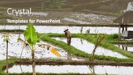  Presentation with rice fields - PPT theme consisting of rice-fields-prepared-for-rice background and a violet colored foreground