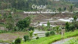  Presentation with rice fields - Presentation theme having rice-fields-prepared-for-rice background and a dark gray colored foreground