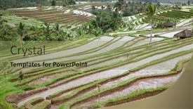  Presentation with rice fields - Slide deck with rice-fields-prepared-for-rice background and a seafoam green colored foreground