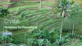  Presentation with rice fields - Slides featuring rice-fields-prepared-for-rice background and a ocean colored foreground