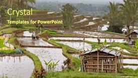  Presentation with rice fields - Presentation consisting of rice-fields-prepared-for-rice background and a tawny brown colored foreground