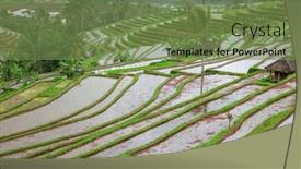  Presentation with rice fields - PPT layouts having rice-fields-prepared-for-rice background and a tawny brown colored foreground