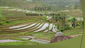 Presentation with rice fields - PPT theme featuring rice-fields-prepared-for-rice background and a seafoam green colored foreground