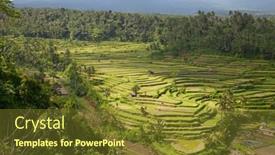  Presentation with rice fields - Theme consisting of rice-fields-prepared-for-rice background and a tawny brown colored foreground
