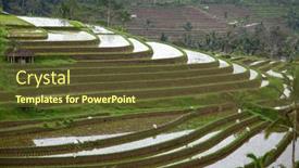  Presentation with rice fields - Slide set with rice-fields-prepared-for-rice background and a tawny brown colored foreground