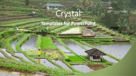  Presentation with rice fields - Presentation theme with rice-fields-prepared-for-rice background and a violet colored foreground