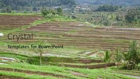  Presentation with rice fields - Theme having rice-fields-prepared-for-rice background and a mint green colored foreground