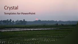  Presentation with rice fields - PPT layouts enhanced with rice fields sundarbans west bengal background and a lemonade colored foreground