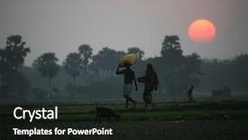  Presentation with rice fields - PPT layouts having rice fields sundarbans west bengal background and a wine colored foreground