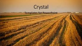  Presentation with on accounting filed - Presentation enhanced with rice filed after harvested background and a coral colored foreground