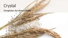  Presentation with rice grain - PPT theme featuring rice grains and stalks background and a lemonade colored foreground