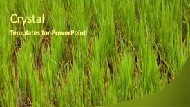  Presentation with rice husk from green starts - PPT theme with rice growing in a field background and a tawny brown colored foreground