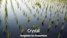  Presentation with rice field - Beautiful presentation featuring rice growing in the water backdrop and a dark gray colored foreground