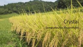  Presentation with growing - Audience pleasing PPT theme consisting of rice growing backdrop and a yellow colored foreground