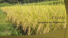  Presentation with growing - Presentation design consisting of rice-growing background and a yellow colored foreground