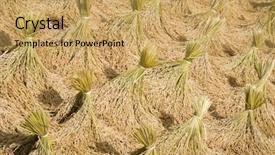  Presentation with harvest - Presentation theme with rice harvest background and a yellow colored foreground