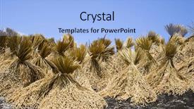  Presentation with harvest - Amazing presentation theme having toraja - rice harvest backdrop and a light blue colored foreground