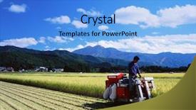  Presentation with crop - Slide set enhanced with rice harvesting - crop background and a  colored foreground