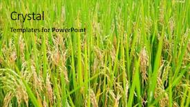  Presentation with paddy field - PPT theme featuring protected scientist looking at a dangerous liquid in test tubes against ecg line in blue and black background and a ocean colored foreground