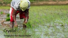  Presentation with rice field - Presentation design featuring rice in the field philippines background and a seafoam green colored foreground