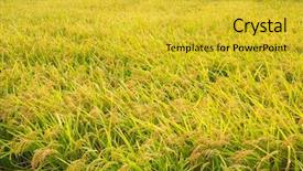  Presentation with export - Colorful PPT layouts enhanced with rice meadow backdrop and a gold colored foreground