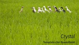  Presentation with bali - Theme enhanced with rice paddy cultivation - bali ducks background and a gold colored foreground