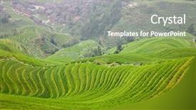  Presentation with rice terraces - Presentation theme featuring rice paddy cultivation - green terraces background and a gray colored foreground