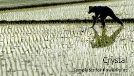 Presentation with farm - Theme featuring rice paddy cultivation - there is a famer working background and a mint green colored foreground
