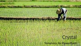  Presentation with farm - Colorful presentation enhanced with rice paddy cultivation - there is a farmer working backdrop and a yellow colored foreground