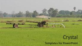  Presentation with paddy field - Slides having rice paddy field thailand background and a gold colored foreground