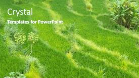  Presentation with rice paddy - Audience pleasing PPT theme consisting of rice paddy fields in bali indonesia backdrop and a seafoam green colored foreground