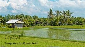  Presentation with rice paddy - PPT layouts consisting of rice-paddy-in-the-countryside background and a gold colored foreground