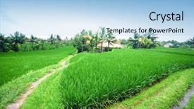  Presentation with paddy field - Slides with rice paddy terrace in daylight background and a light blue colored foreground
