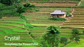  Presentation with paddy field - Beautiful slide deck featuring rice paddy backdrop and a tawny brown colored foreground
