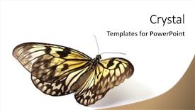  Presentation with clock gear idea - Cool new theme with rice paper - idea leuconoe isolated close up backdrop and a white colored foreground