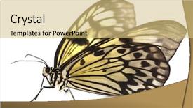  Presentation with simple idea - PPT layouts consisting of rice paper butterfly - idea leuconoe isolated close up background and a yellow colored foreground