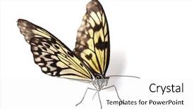  Presentation with big idea - Cool new presentation with rice paper butterfly - idea leuconoe isolated backdrop and a white colored foreground
