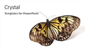  Presentation with idea - Amazing slide deck having rice paper butterfly - idea leuconoe isolated backdrop and a white colored foreground